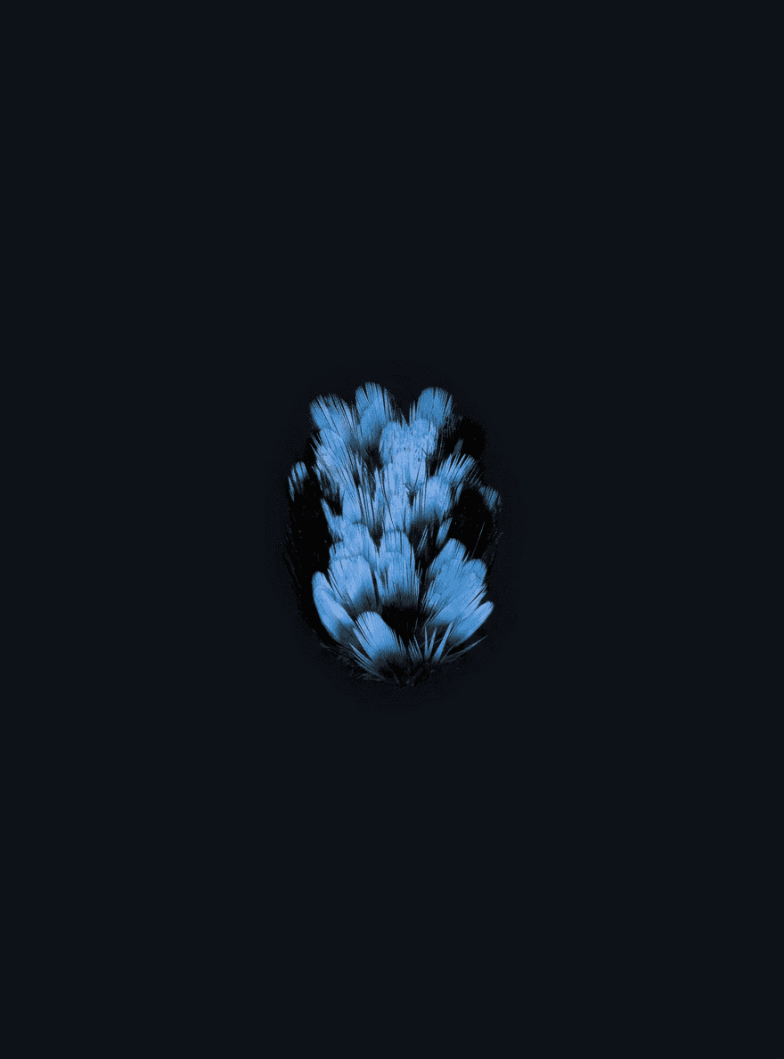 Digital illustration of blue flowers on a black background.