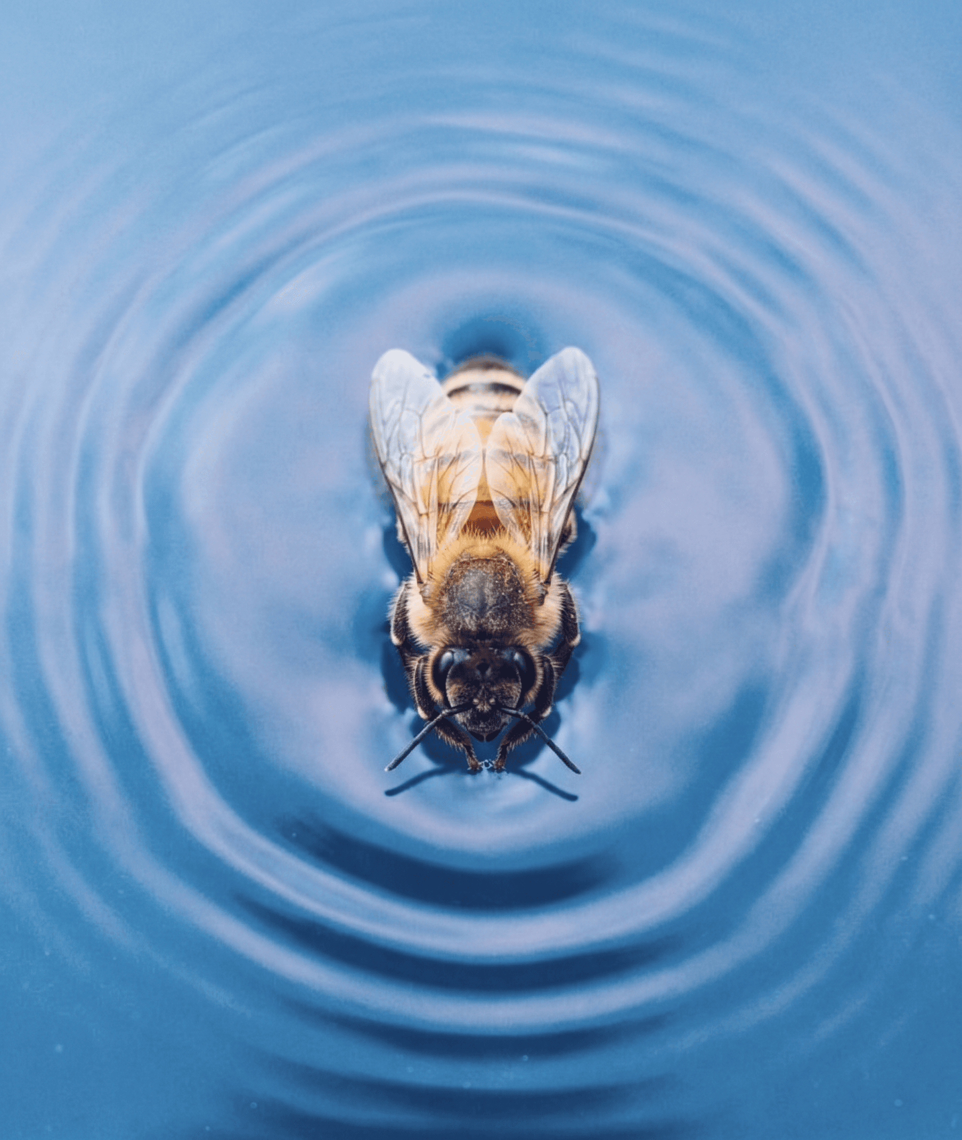 Close-up of a bee on water, surrounded by concentric ripples.