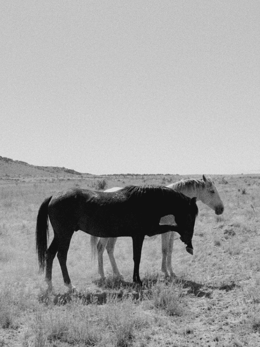 Two horses, one black and one white, in a dry, grey-toned landscape.